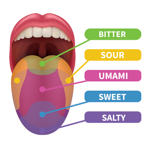 How to Taste a Cigar & Identify Flavor | Holt's Cigar Company