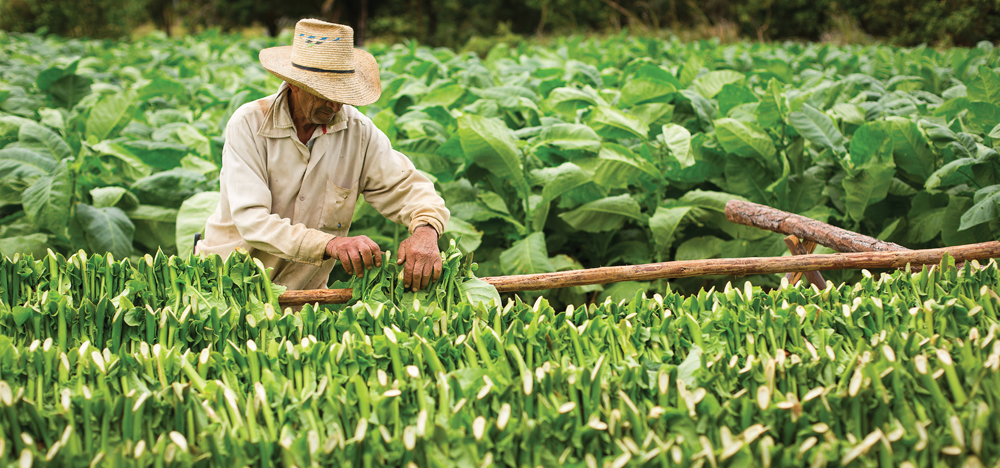 The Ultimate Guide To Buying Cuban Cigars | LaptrinhX / News